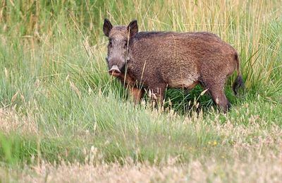 Ocho cuestiones clave sobre la peste porcina africana