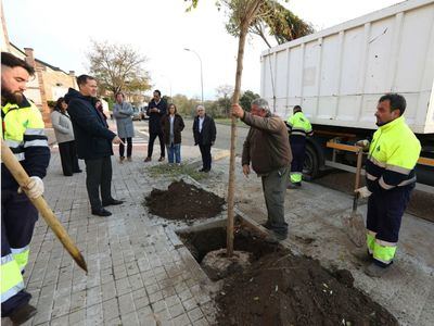 Toledo avanza hacia una ciudad más verde con el tercer Plan de Arbolado