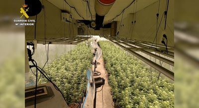 Detenida una persona por tener un cultivo indoor de 1.200 plantas de marihuana