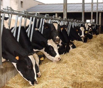CLM protege al sector ganadero multiplicando la inversión en salud animal