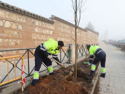 El Ayuntamiento de Toledo planta 21 nuevos árboles en la Avenida de Francia