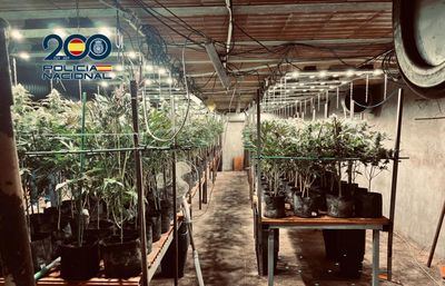 Desmantelan en Torrijos una plantación de marihuana que estaba oculta bajo un criadero de pollos
