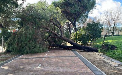 El temporal provoca la caída de varios árboles en La Alameda
