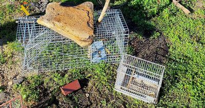 Investigan a una persona por la captura ilegal de aves protegidas en Talavera