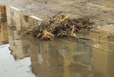 Cañas en las bombas y casas anegadas: crecen las críticas al mantenimiento de cauces en Talavera