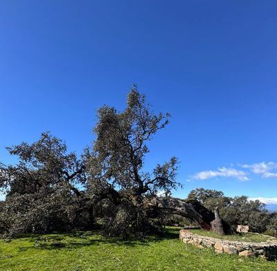 El viento abate ‘La Merejil’, la encina centenaria que daba vida al escudo del municipio