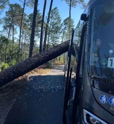 Así aplastaron los pinos un autobús en la carretera de Arenas de San Pedro