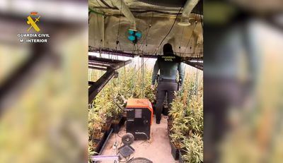 Desmantelan un gigantesco cultivo de marihuana en Hormigos