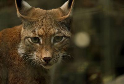 Condenado a indemnizar con 100.800 euros por abatir un lince ibérico