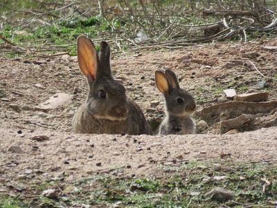 CLM activa un plan con 18 medidas para frenar la sobrepoblación de conejos y proteger el campo