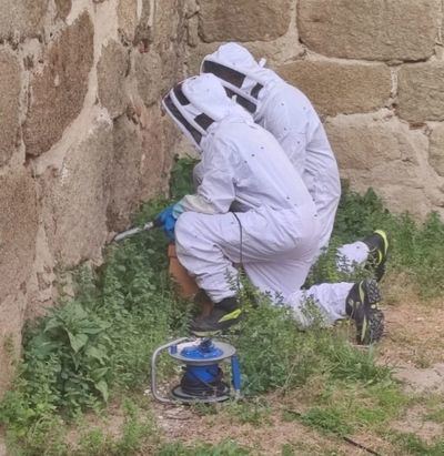 Los bomberos rescatan un enjambre de abejas en Navalcán