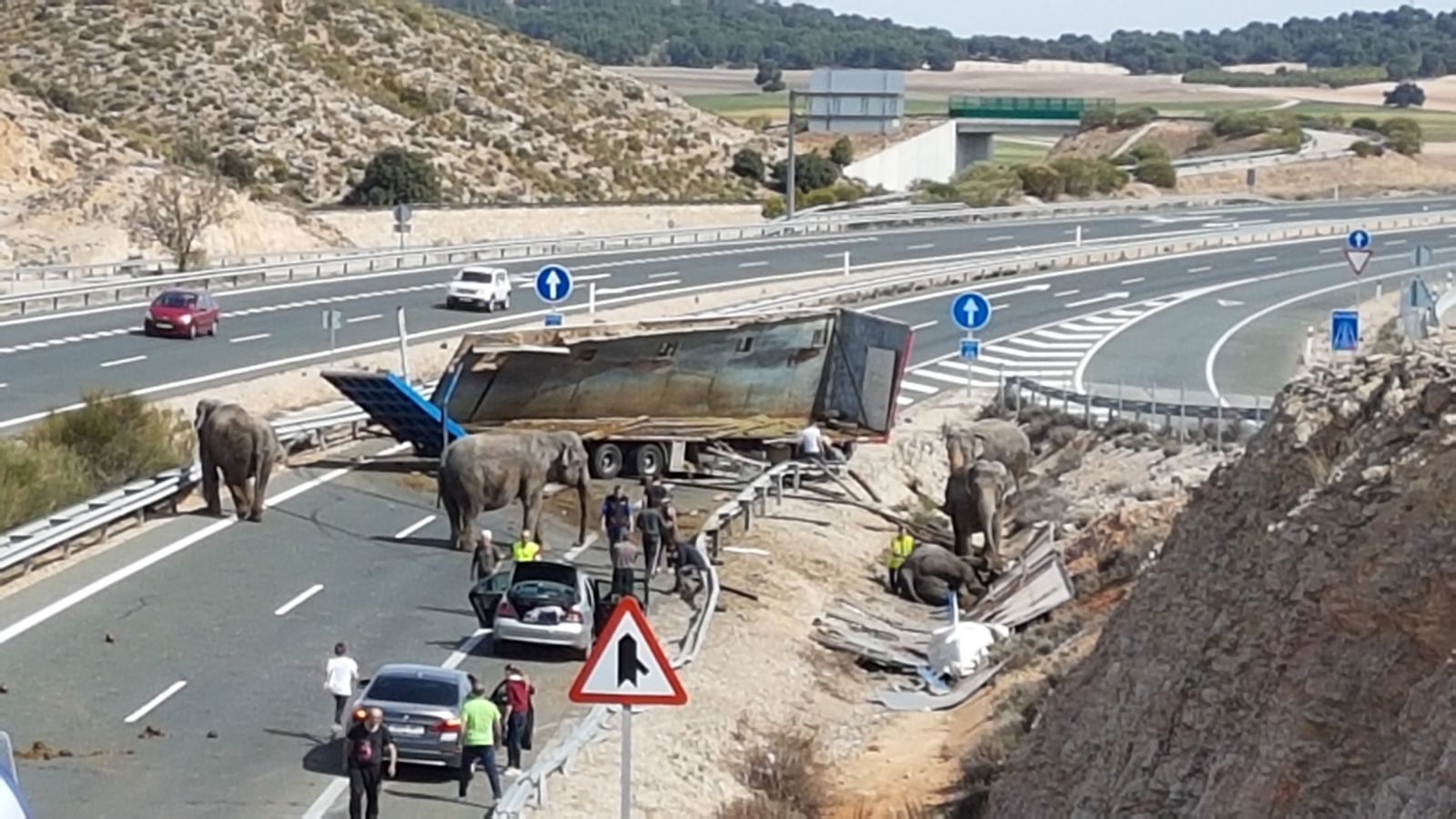 PACMA estudia acciones legales por posibles irregularidades en el traslado de los elefantes accidentados en la A-30