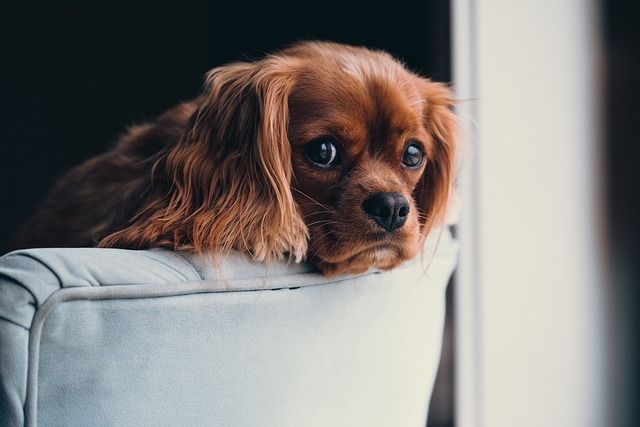 ¿Qué hacer para que las mascotas no sufran la vuelta de las vacaciones?