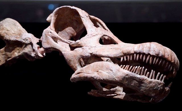 El yacimiento de Lo Hueco mostrará muy pronto un nuevo titanosaurio