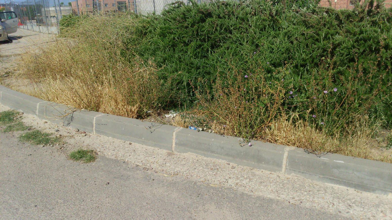 La maleza invade peligrosamente la zona de la universidad de Talavera