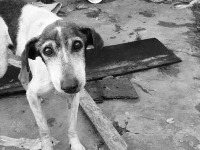 Talavera pone en marcha una campaña de actividades contra el maltrato animal