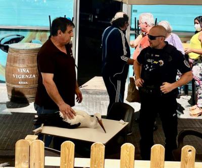 El propietario de un bar de Talavera rescata a una cigüeña