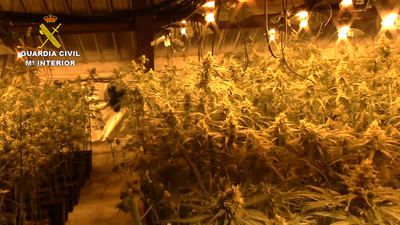 MARIHUANA | 11 detenidos en cuatro pueblos de la provincia de Toledo