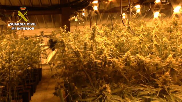 Plantación incautada en la investigación 