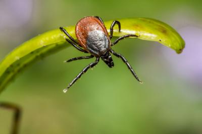 El peligro de los mosquitos y las garrapatas: virus del Nilo Occidental y más