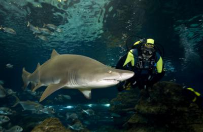 Bucear con tiburones sin salir de la ciudad en L’Aqua?rium, Barcelona (Catalun?a)