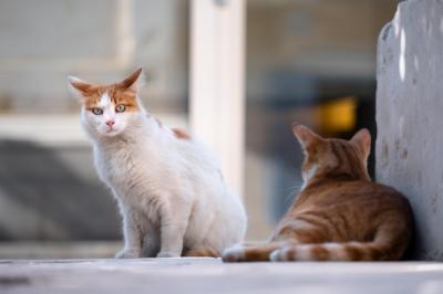 Este pueblo de la comarca de La Jara da un gran paso para proteger a sus gatos callejeros