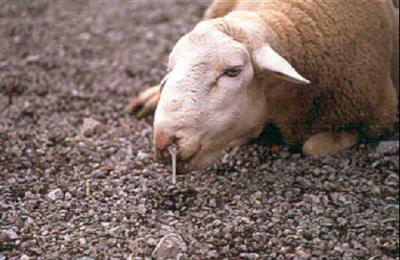 Preocupación por los brotes del virus de la lengua azul en las provincias de Toledo y Ciudad Real