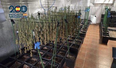 Cae una plantación de marihuana con más de 800 plantas junto a un colegio