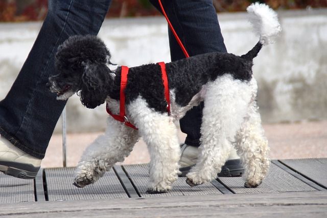 TALAVERA | Recuerdan las normas que tienen que cumplir los dueños de los perros 