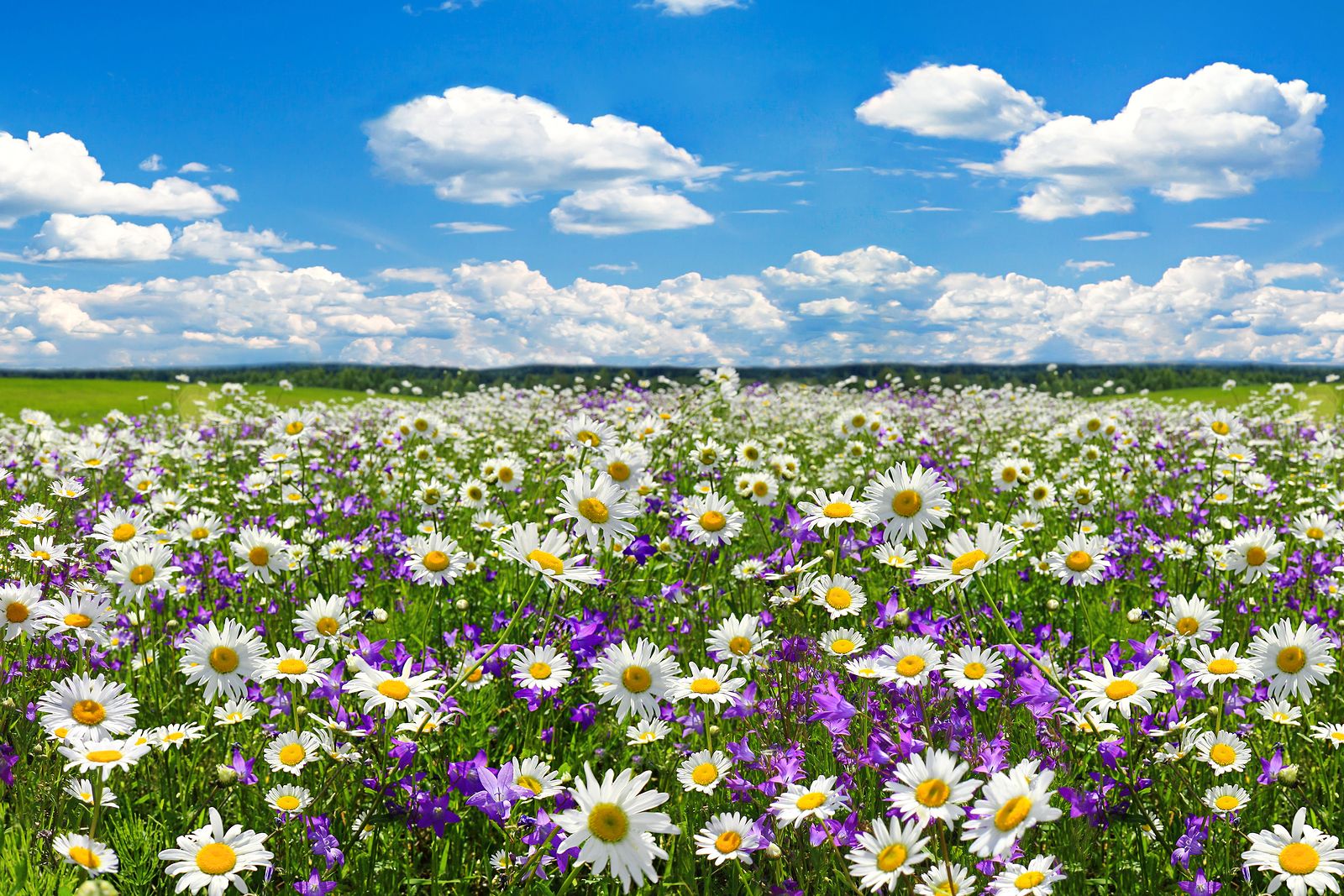 https://www.lavozdeltajo.com/fotos/49/efectos-psicologicos-y-para-la-salud-de-la-primavera-en-las-personas-mayores.jpeg