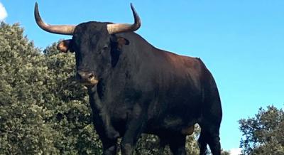 Un toro mantiene en vilo a un pueblo de Castilla-La Mancha: se escapó en un festejo taurino
