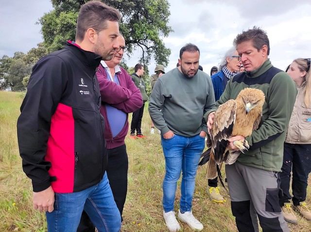Recuperan y devuelven a su hábitat natural otra águila imperial en la provincia de Toledo