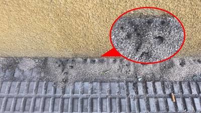 Las ratas y los insectos se apoderan de Talavera