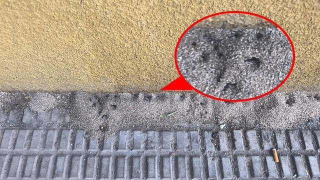 Las ratas y los insectos se apoderan de Talavera