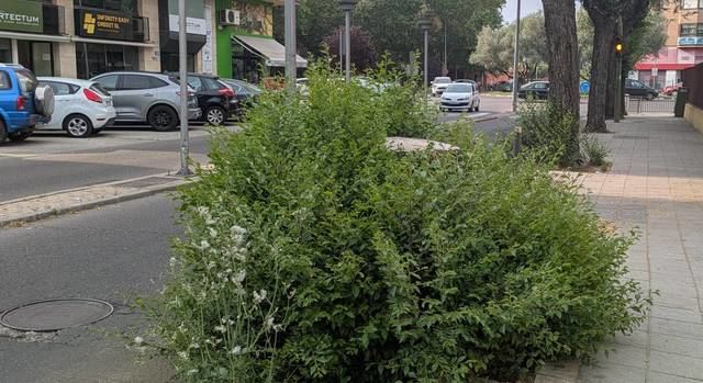 La calle Segurilla se convierte en un jardín de malas hierbas