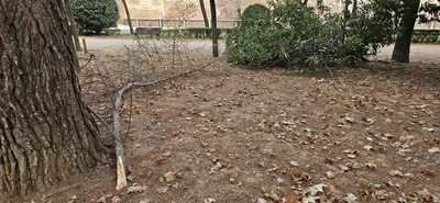 Ramas caídas, hojas secas y plantas muertas: el parque ‘Joaquín Benito de Lucas’ también está abandonado