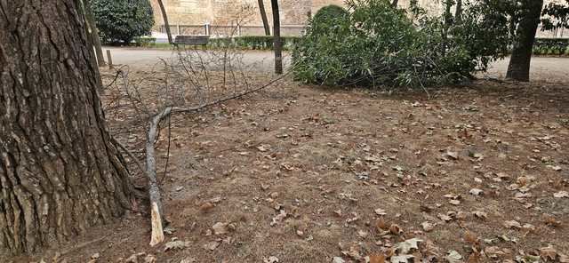 Ramas caídas, hojas secas y plantas muertas: el parque ‘Joaquín Benito de Lucas’ también está abandonado