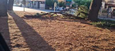 ¿Qué pasa con los árboles en Talavera? El PSOE carga contra la Concejalía de Medio Ambiente
