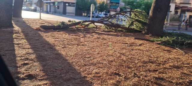 ¿Qué pasa con los árboles en Talavera? El PSOE carga contra la Concejalía de Medio Ambiente