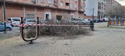 Vecinos de Talavera denuncian la tala de árboles sanos en la Plaza San Juan Bautista La Salle