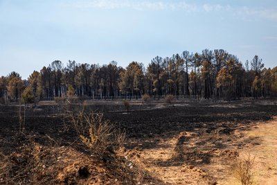 Castilla-La Mancha suma 880 incendios y casi duplica la superficie calcinada del último decenio