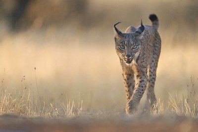 Un lince ibérico muere atropellado en la CM-4009, a su paso por San Martín de Montalbán
