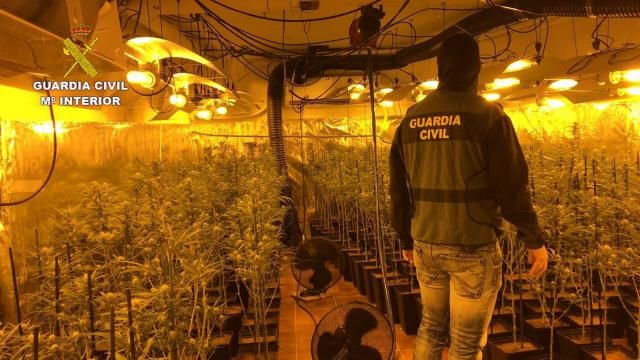 Plantación de marihuana decomisada en Torrijos. - GUARDIA CIVIL