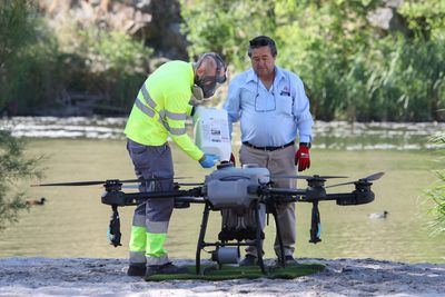 Comienza en la ribera del Tajo el tratamiento preventivo contra la mosca negra con tecnología de drones