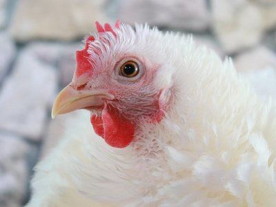Detectado un brote de gripe aviar en una granja con 50.000 gallinas