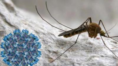 El virus del Nilo Occidental se expande por España