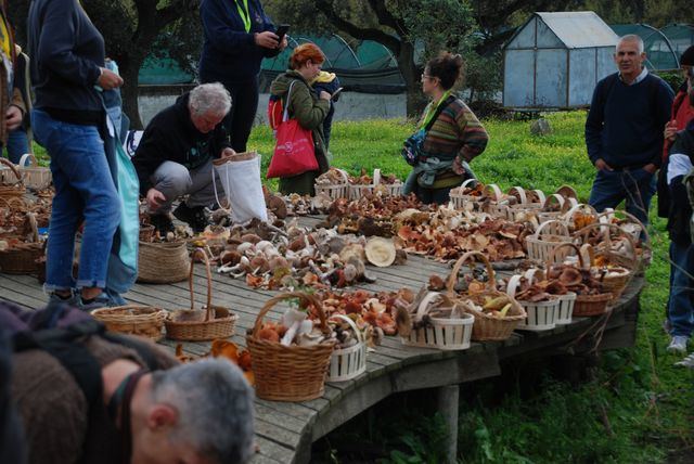 Abierto el plazo de inscripción para las Jornadas Micológicas