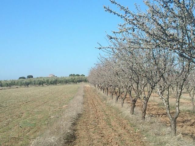 ASAJA cifra en 1.000 millones de euros las pérdidas de agricultores y ganaderos de CLM en 2017 a causa de la sequía