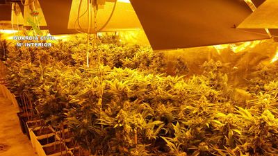 La Guardia Civil ha detenido a dos personas por cultivar 800 plantas de marihuana