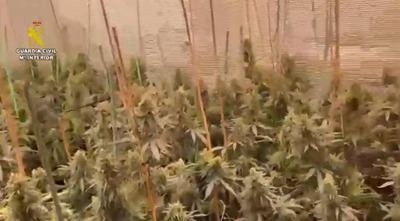 Cuatro detenidos tras desmantelar dos plantaciones de marihuana en Seseña